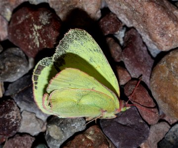 SULPHUR, PINK-EDGED (Colias interior) (07-08-2022) 5200 ft, rogers pass, helena nat forest, lewis and clark co, mt -04 photo