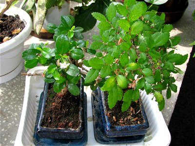 bonsai-bloom2009_0331_122629