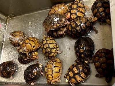 Mexican box turtles being watered before transfer to the Memphis zoo. photo