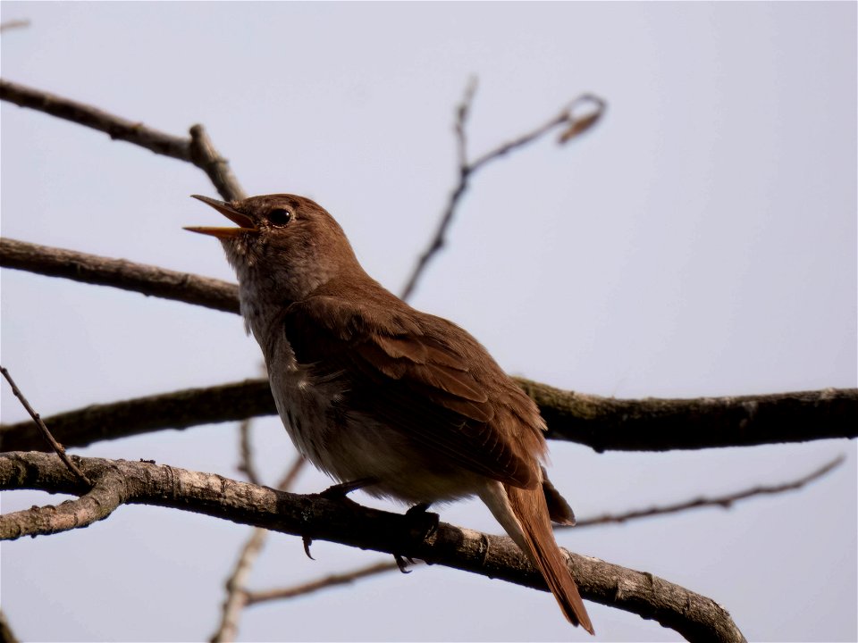 (Passeriformes: Muscicapidae) Luscinia luscinia, Thrush nightingale / Näktergal photo