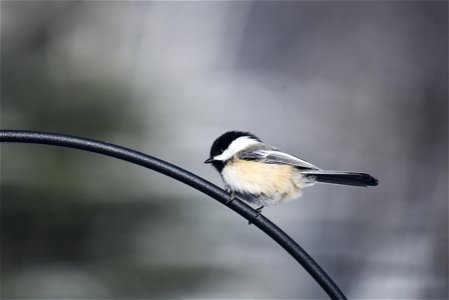 Black-capped chickadee perched above a bird feeder photo