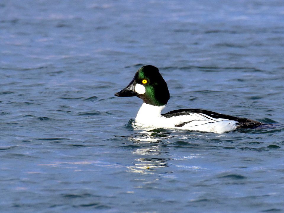 Common goldeneye at Seedskadee National Wildlife Refuge