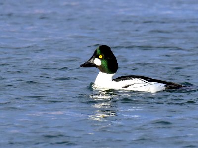 Common goldeneye at Seedskadee National Wildlife Refuge