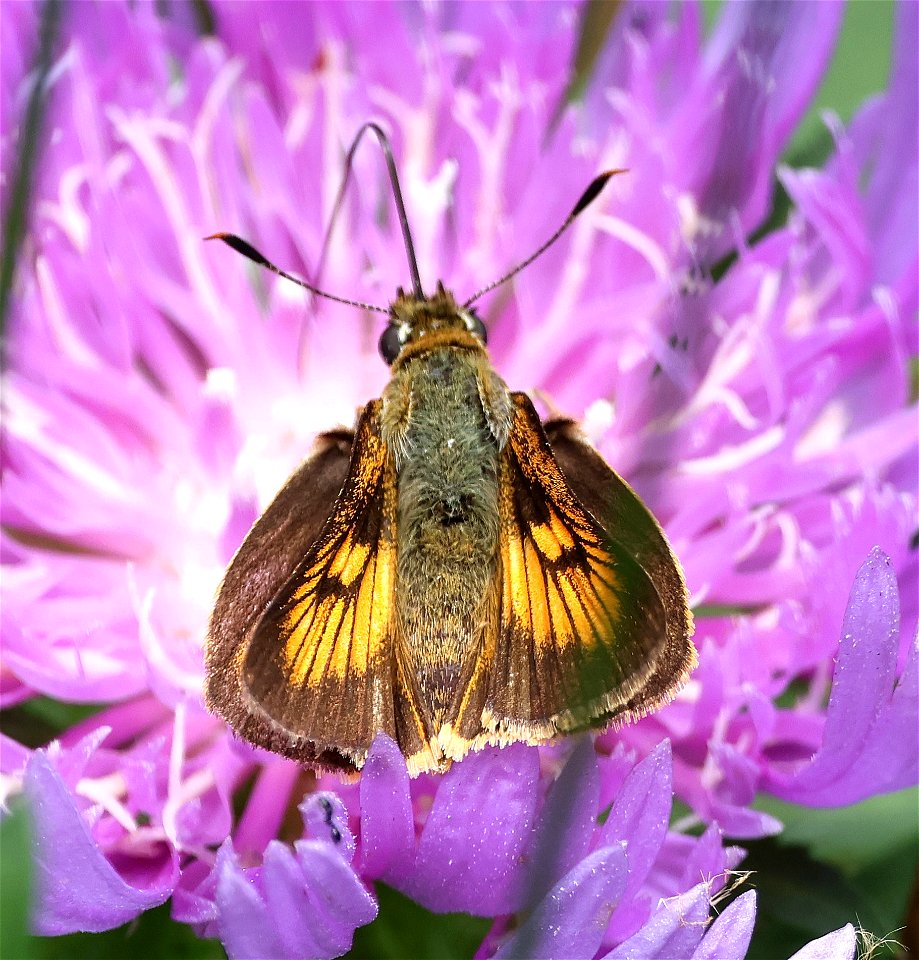 SKIPPER, DELAWARE (Anatrytone logan) (05-30-2023) female, nags head woods preserve, dare co, nc -15 photo