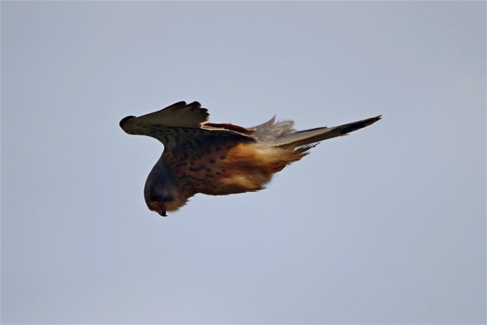 Flamborough Falcon photo