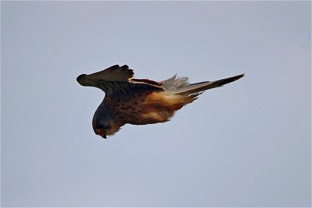 Flamborough Falcon photo