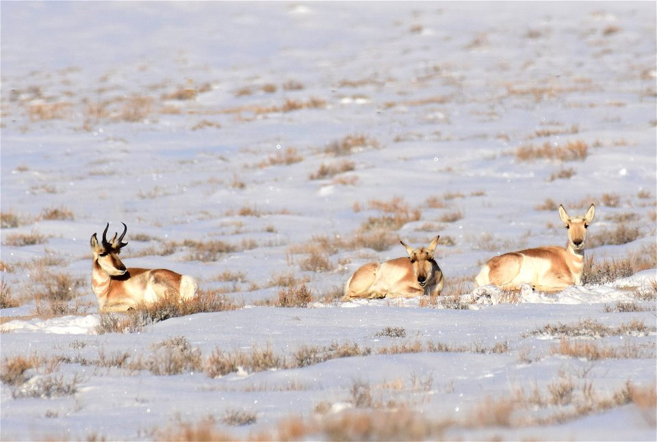 Pronghorn on Seedskadee National Wildlife Refuge