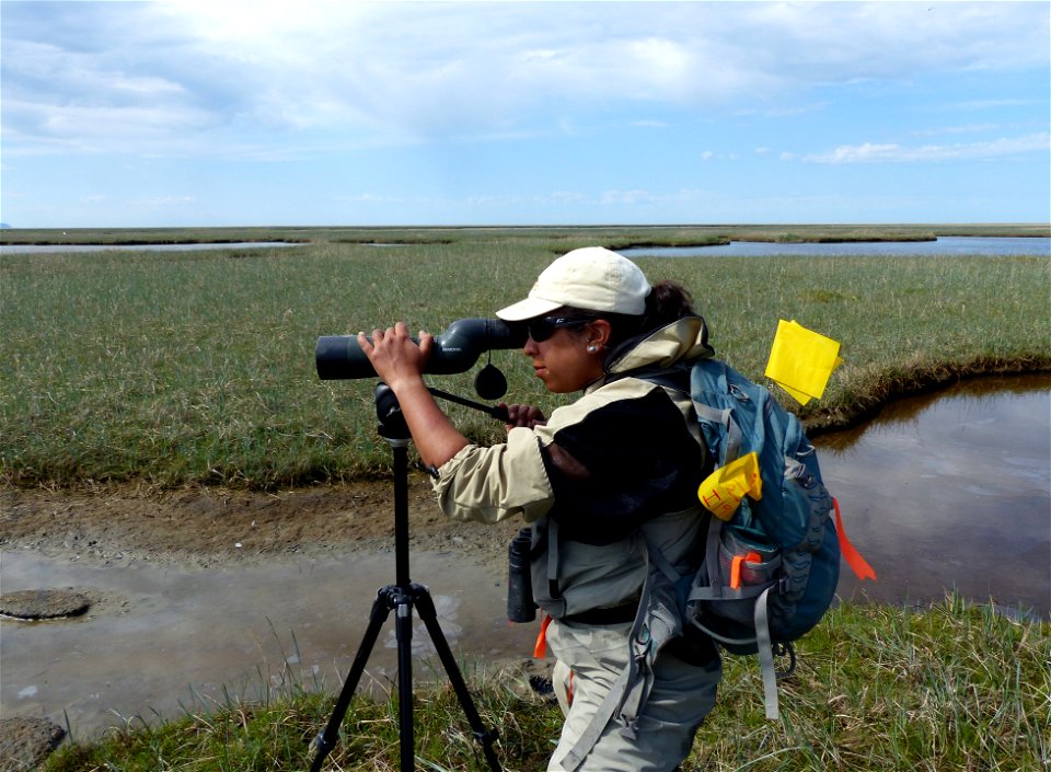 Resighting eiders