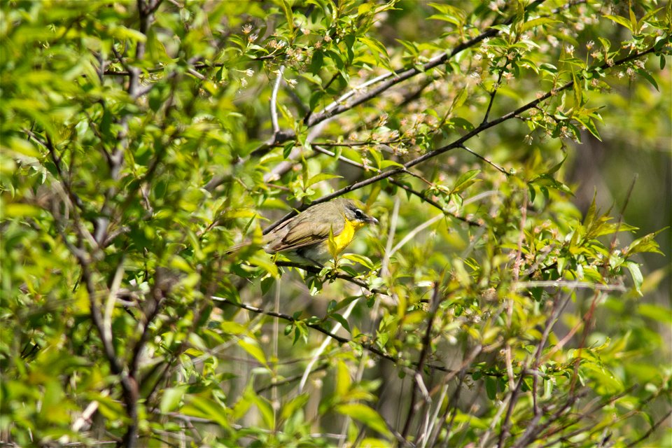 Yellow-breasted Chat