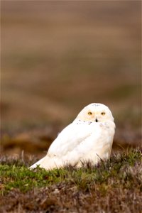 Snowy owl on the Arctic tundra photo