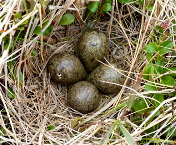 Black Turnstone nest pipping photo