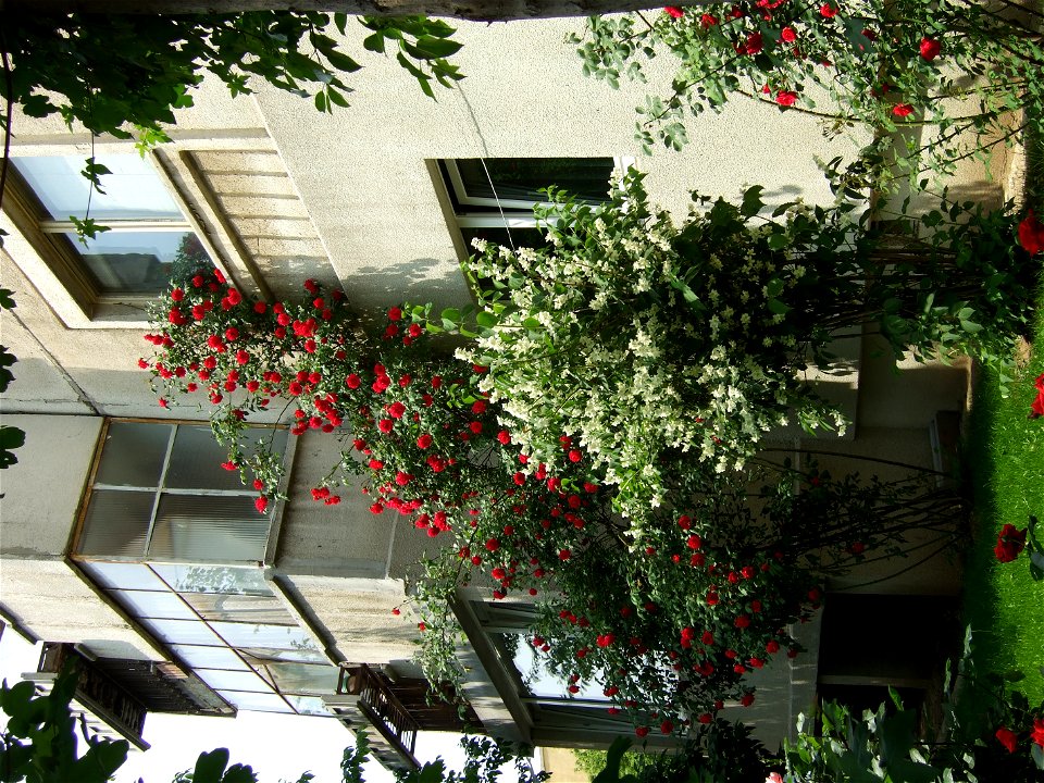trandaf-bis2009_0517_105641