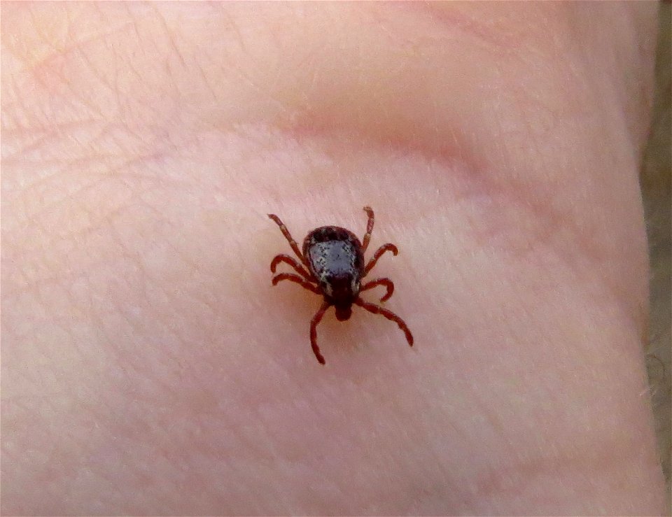 American Dog Tick