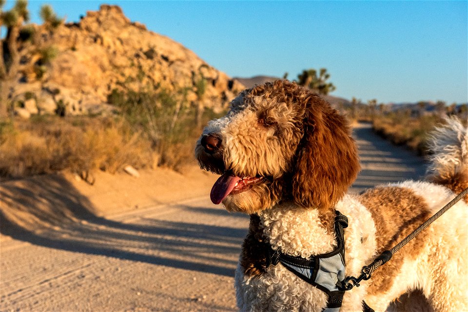 Dog on a Dirt Road
