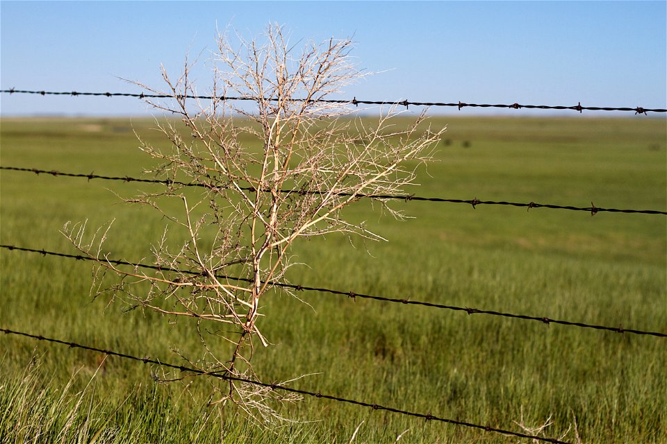 How to Stop a Tumbleweed