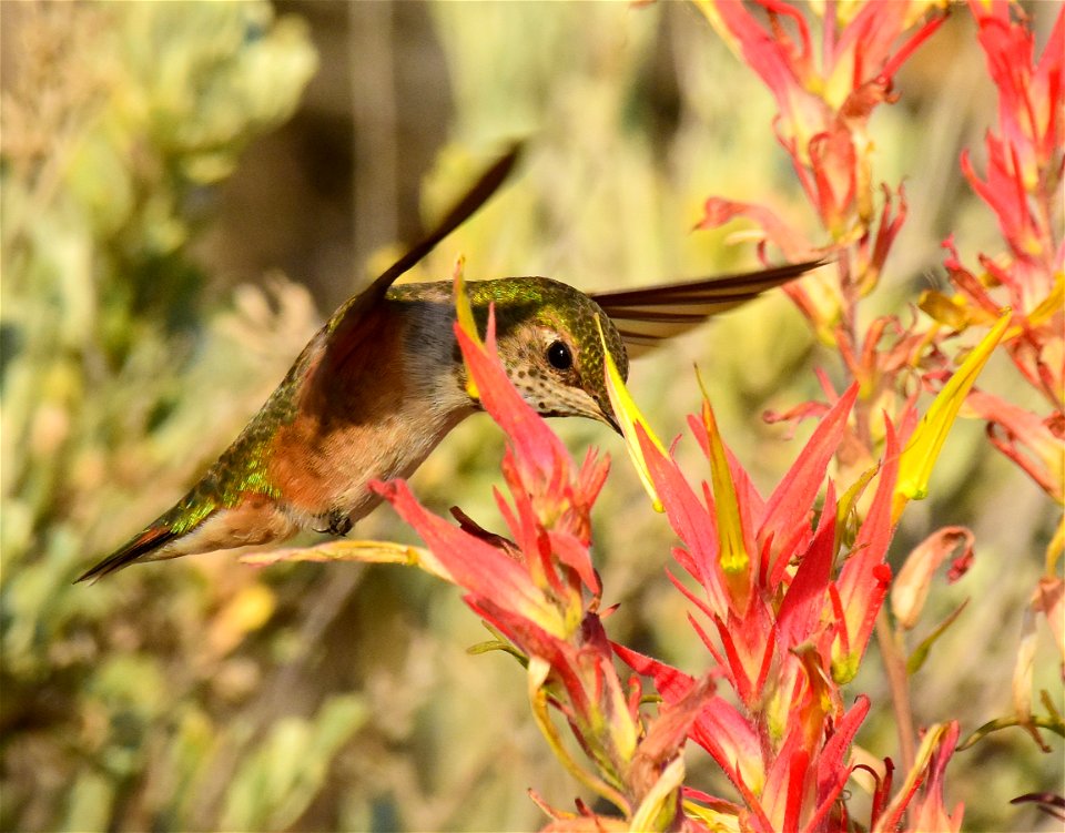 Rufous hummingbird at Seedskadee National Wildlife Refuge