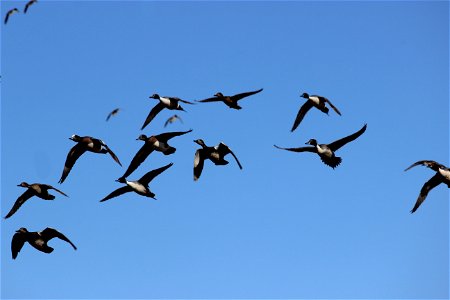 Flock of Ducks Lake Andes Wetland Management District South Dakota photo