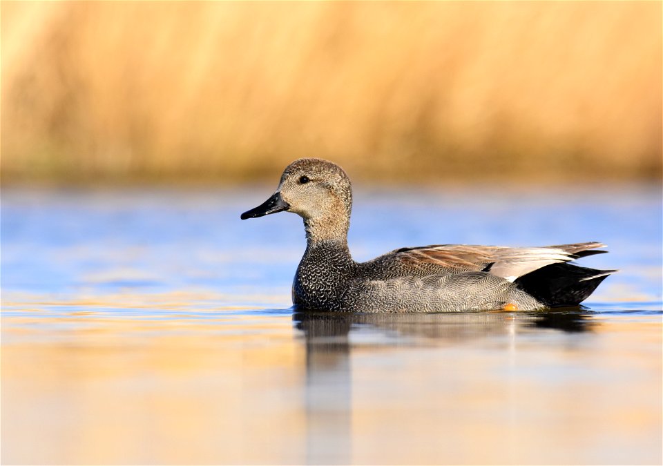 Gadwall at Seedskadee National Wildlife Refuge