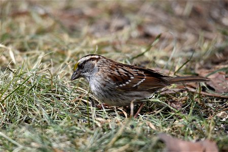 White-throated sparrow photo