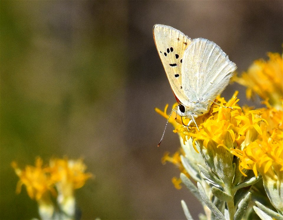 Ruddy Copper Lycaena rubidus at Seedskadee National Wildlife Refuge Wyoming