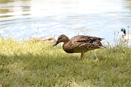 A duck, Chisinau Botanical Garden photo