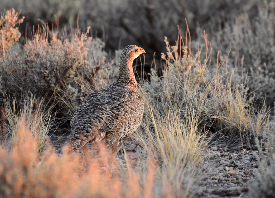 Greater sage-grouse at Seedskadee National Wildlife Refuge