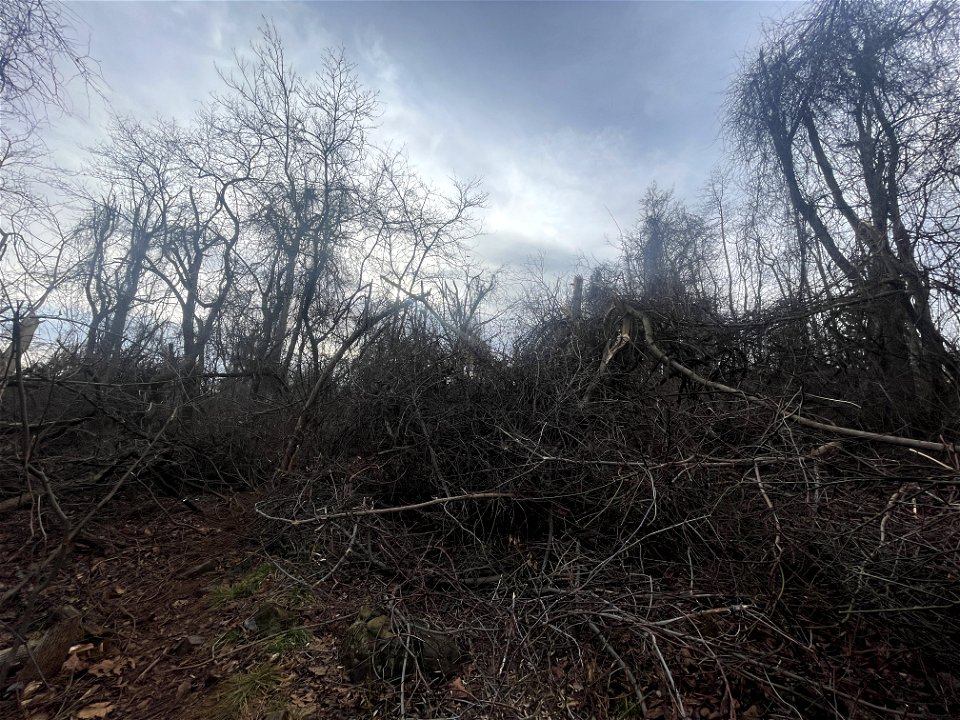 Ice Storm Cleanup North District/Fox Hollow Trail