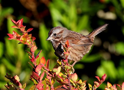 883 - SONG SPARROW (10-09-2021) rufina, point st george, crescent city, del norte co, ca -04