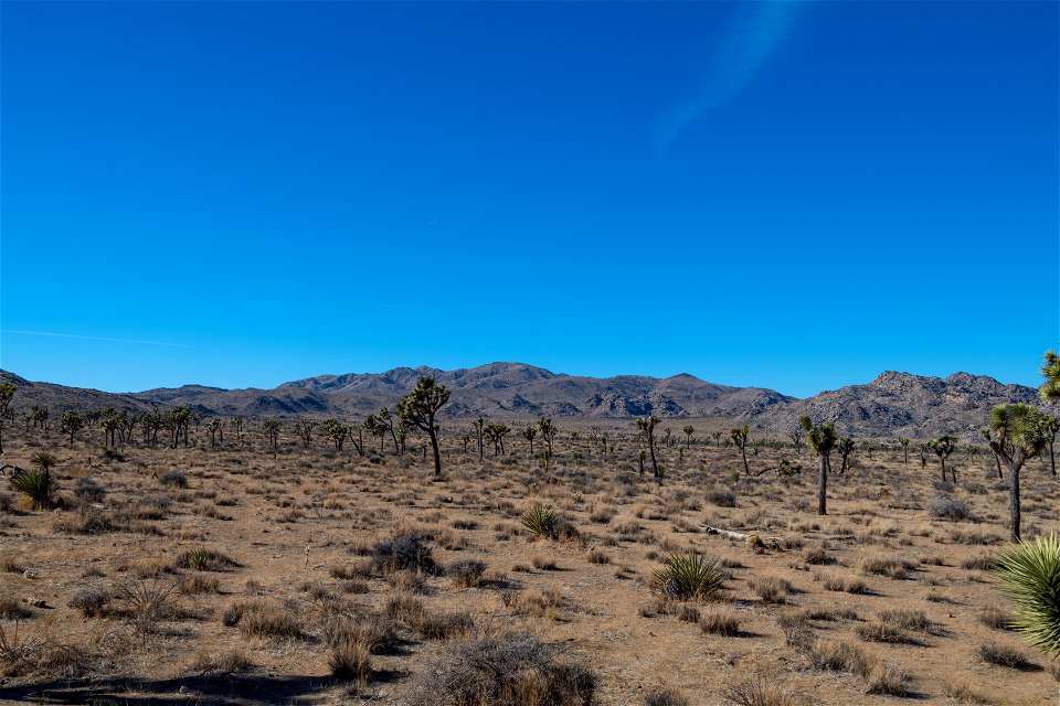 Joshua Tree National Park