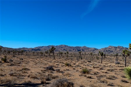 Joshua Tree National Park