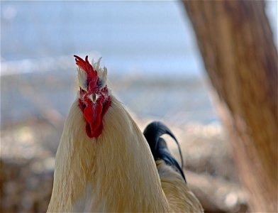 Donald