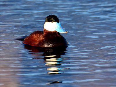 Ruddy duck at Seedskadee National Wildlife Refuge photo