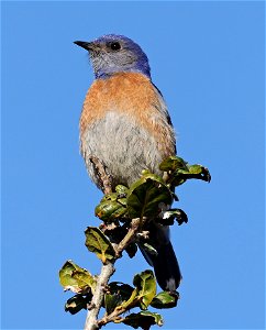 735 - WESTERN BLUEBIRD (02-19-2022) san luis obispo co, ca -01
