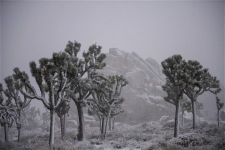 Snowing over a field of Joshua trees photo