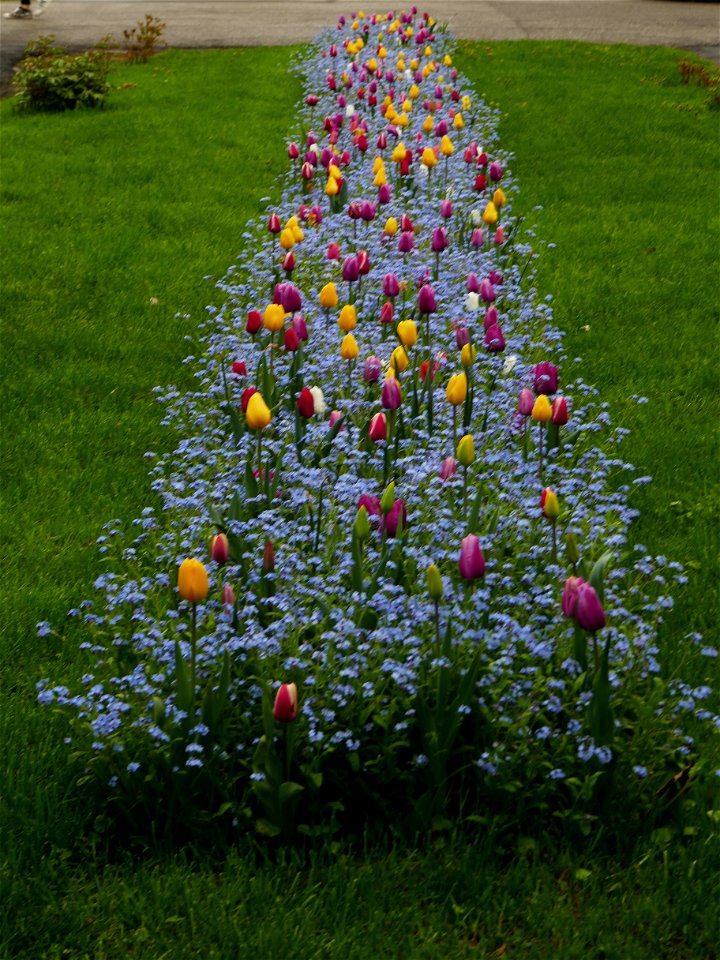 Herestrau Park in spring (60)