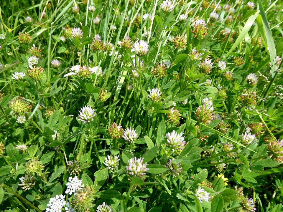 Trifolium squamosum L., 1759