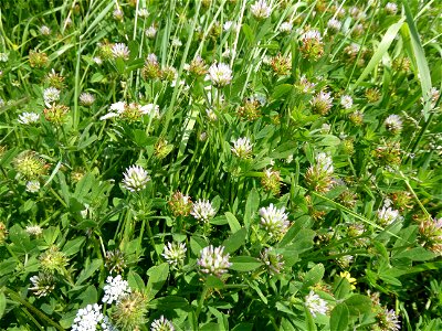 Trifolium squamosum L., 1759