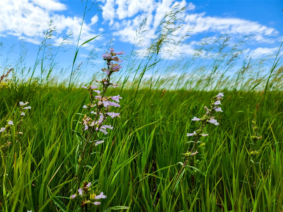 Penstemon Lake Andes Wetland Management District South Dakota