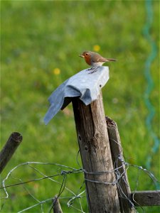 Rotkehlchen mit Snack