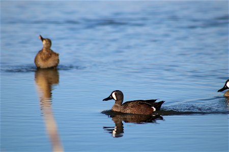 Blue-winged teal Owens Bay Lake Andes National Wildlife Refuge South Dakota