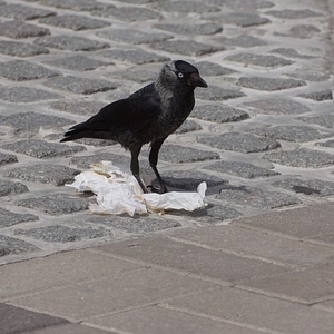 Corvus monedula bird black and gray