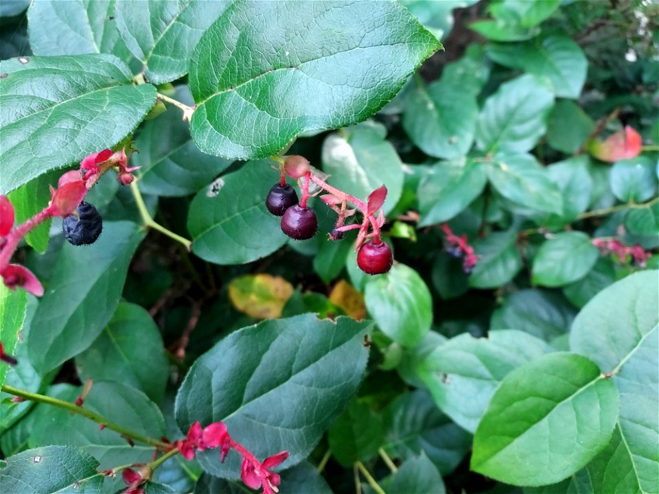 Salal, Mt. Baker-Snoqualmie National Forest. Photo by Anne Vassar Sept. 13, 2021.