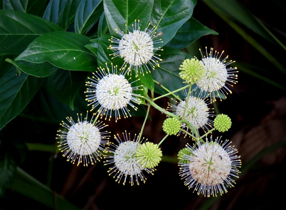 Buttonbush