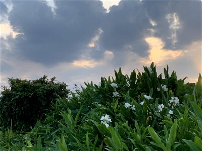 Hongo in Tokorozawa-shi