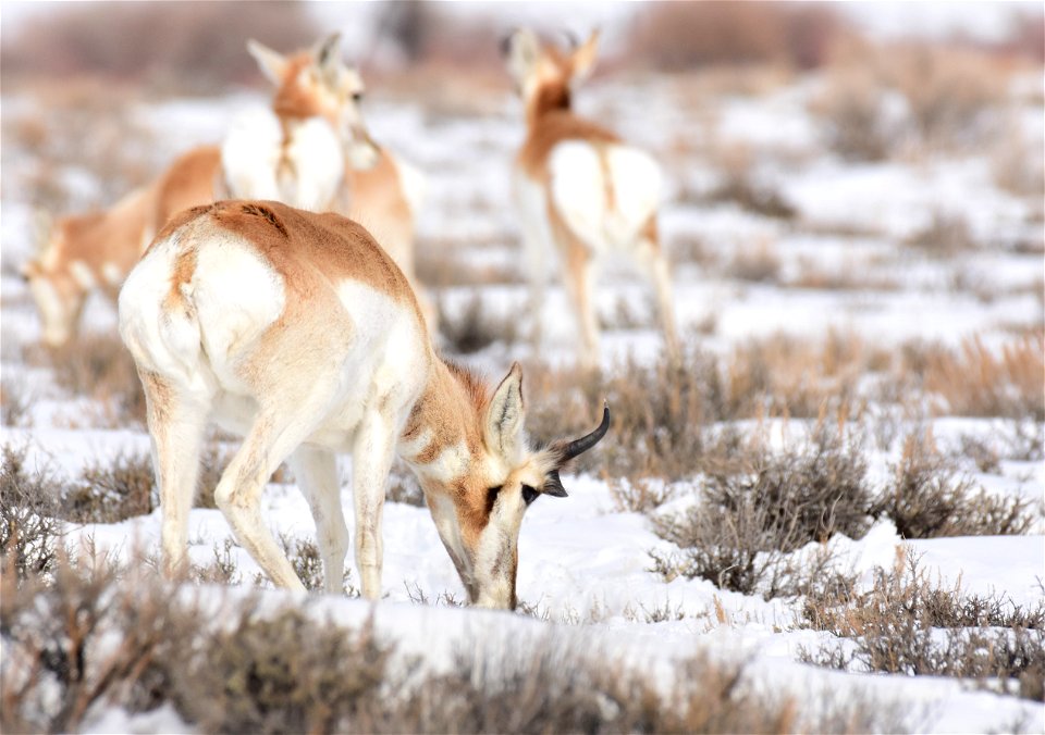 Pronghorn on Seedskadee National Wildlife Refuge
