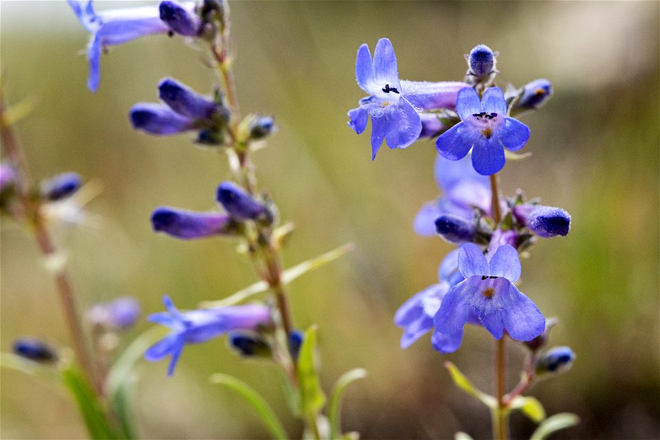 Penstemon humilis