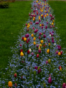 Herestrau Park in spring (67)