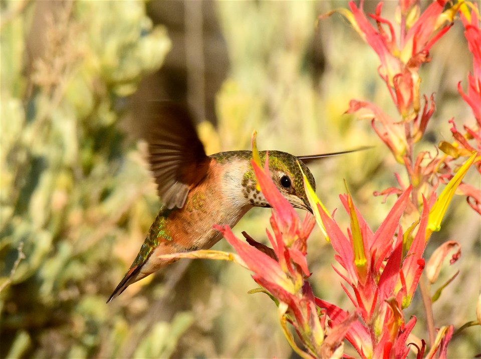 Rufous hummingbird at Seedskadee National Wildlife Refuge