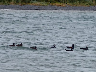 Harlequin Ducks