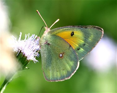 SULPHUR, ORANGE (Colias eurtheme) (01-18-2023) national butterfly center, hidalgo co, tx -01